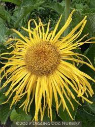 <i>Inula racemosa</i> ‘Sonnenspeer’