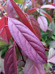 <i>Itea virginica</i> &lsquo;Henrys Garnet&rsquo;