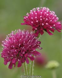 <i>Knautia macedonica</i> &lsquo;Mars Midget&rsquo;