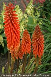 <i>Kniphofia</i> &lsquo;Alcazar&rsquo;