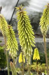 <i>Kniphofia</i> &lsquo;Green Jade&rsquo;