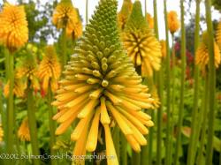 <i>Kniphofia</i> &lsquo;Yellow Cheer&rsquo;