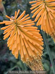 <i>Kniphofia linearifolia</i>