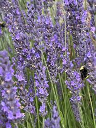 <i>Lavandula</i> x <i>intermedia</i> &lsquo;Phenomenal (�Niko�) �&rsquo;