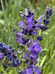 <i>Lavandula angustifolia</i> &lsquo;Purple Bouquet&rsquo;