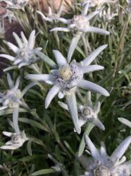<i>Leontopodium alpinum</i> &lsquo;Berghman&rsquo;