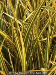 <i>Libertia ixioides</i> ‘Goldfinger’