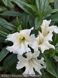 <i>Mimulus bifidus</i> &lsquo;White&rsquo;