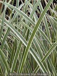 <i>Miscanthus sinensis</i> &lsquo;Rigoletto&rsquo;