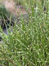 <i>Miscanthus sinensis</i> &lsquo;Strictus&rsquo;