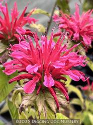 <i>Monarda</i> x ‘Coral Reef’