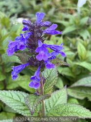 <i>Nepeta kubanica</i> &lsquo;Bokratune&rsquo;