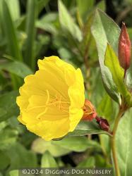 <i>Oenothera fruticosa</i> &lsquo;Fyrverkeri (Fireworks)&rsquo;