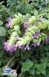 <i>Origanum</i> x &lsquo;Amethyst Falls&rsquo;