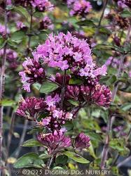 <i>Origanum</i> ‘Herrenhausen’