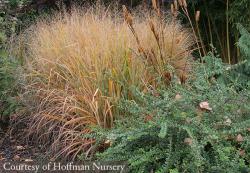 <i>Panicum cirgatum</i> &lsquo;Summer Sunrise&rsquo;