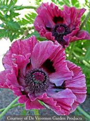 <i>Papaver orientale</i> &lsquo;Patty′s Plum&rsquo;