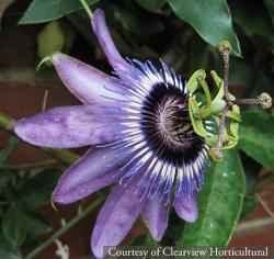 <i>Passiflora</i> &lsquo;Betty Myles Young&rsquo;