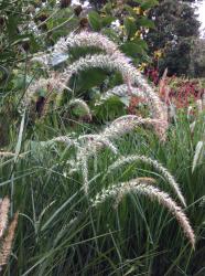 <i>Pennisetum</i> &lsquo;Fairy Tails&rsquo;