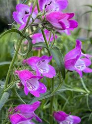 <i>Penstemon</i> x <i>mexicali</i> &lsquo;Red Rocks&rsquo;