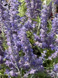 <i>Perovskia atriplicifolia</i> &lsquo;Lacey Blue&rsquo;
