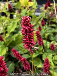 <i>Persicaria amplexicaulis</i> &lsquo;Blackfield&rsquo;