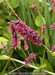 <i>Persicaria amplexicaulis</i> &lsquo;Fat Domino&rsquo;