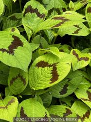 <i>Persicaria filiformis</i> &lsquo;Lance Corporal&rsquo;