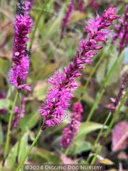<i>Persicaria amplexicaulis</i> &lsquo;Purple Spears&rsquo;
