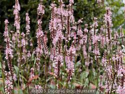 <i>Persicaria amplexicaulis</i> ‘Rosea’