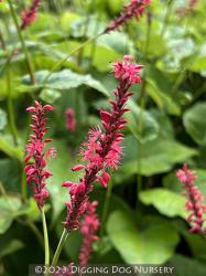 <i>Persicaria amplexicaulis</i> ‘Summer Dance’