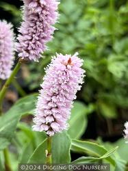 <i>Persicaria bistorta</i> &lsquo;Superba&rsquo;