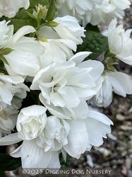 <i>Philadelphus</i> &lsquo;Snowbelle&rsquo;