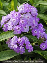 <i>Phlox paniculata</i> &lsquo;David�s Lavender&rsquo;