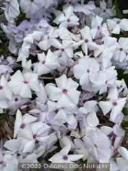 <i>Phlox</i> &lsquo;Minnie Pearl&rsquo;