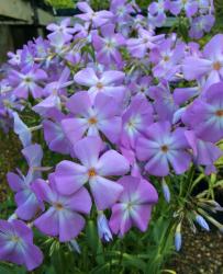 <i>Phlox glaberrima</i> &lsquo;Morris Berd&rsquo;