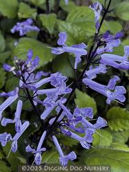 <i>Plectranthus</i> &lsquo;Mona Lavender&rsquo;