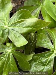 <i>Podophyllum peltatum</i>