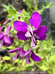 <i>Polygala</i> x <i>dalmaisiana</i>
