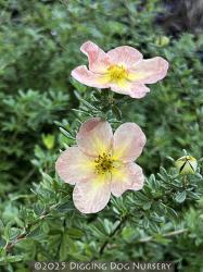 <i>Potentilla fruticosa</i> &lsquo;Apricot Whisper&rsquo;
