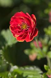 <i>Potentilla</i> &lsquo;Arc En Ciel&rsquo;