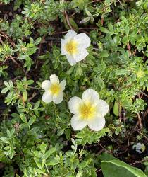 <i>Potentilla fruticosa</i> &lsquo;Limelight&rsquo;