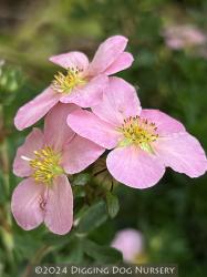 <i>Potentilla fruticosa</i> &lsquo;Pink Beauty&rsquo;