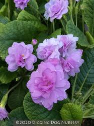 <i>Primula vulgaris</i> ‘Double Lilac’