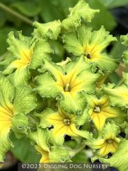<i>Primula polyanthus</i> &lsquo;Francesca&rsquo;