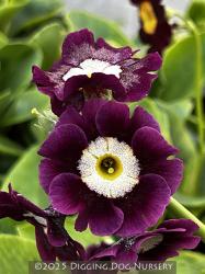 <i>Primula</i> x <i>pubescens</i> &lsquo;Kaleidoscope Mix&rsquo;