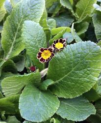 <i>Primula elatior</i> &lsquo;Victorian Gold Lace Black&rsquo;