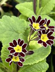 <i>Primula elatior</i> &lsquo;Victorian Laced Primroses&rsquo;