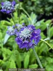 <i>Primula capitata</i> ssp. <i>mooreana</i>
