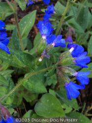 <i>Pulmonaria</i> &lsquo;Blue Ensign&rsquo;